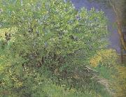 Vincent Van Gogh Lilacs (nn04) china oil painting reproduction